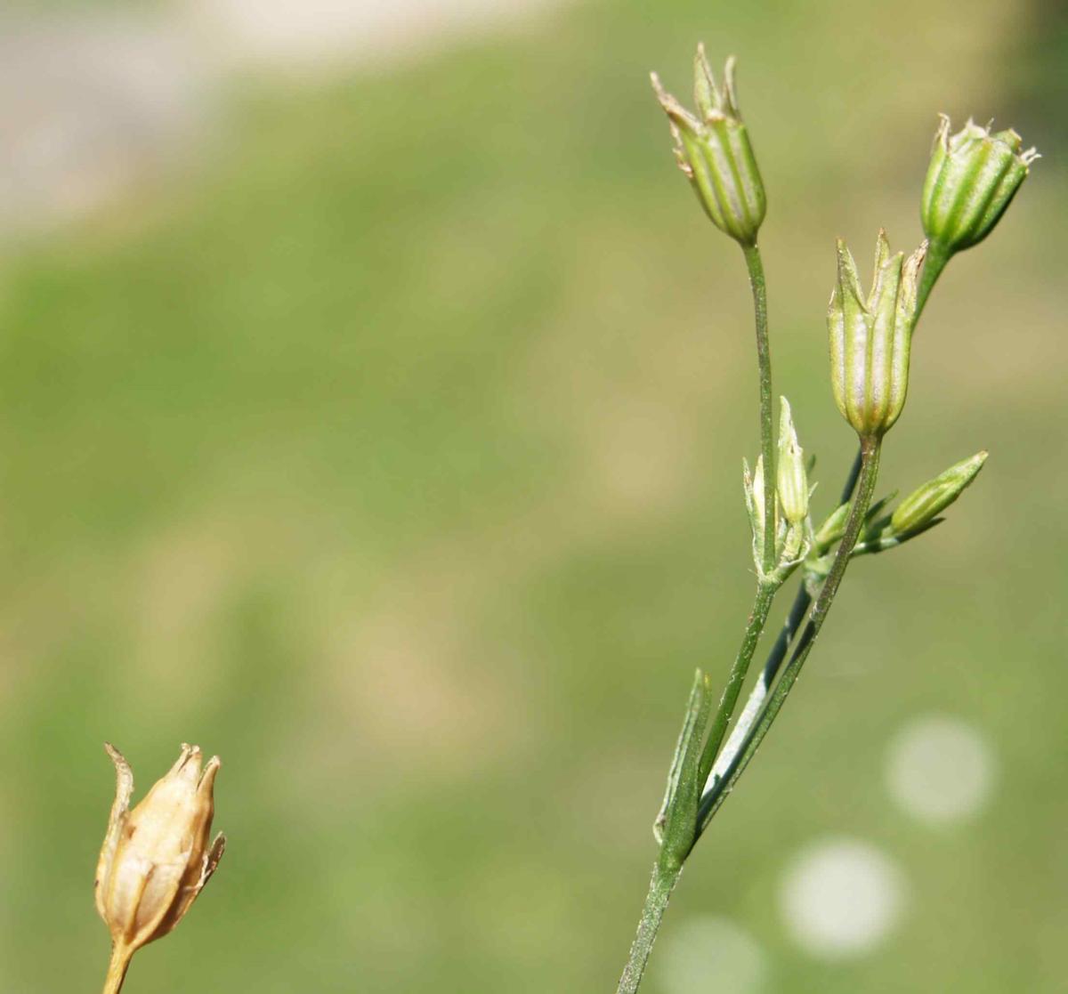 Ragged Robin fruit